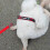 Dog Collar And Leash Set, Cute Fruit Patterns On Bright Collar Nylon And Matching Leash, Great Option 4