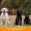 Dog & Field Figure 8 Anti-Pull Lead/Halter/Head Collar/Harness,Black 4