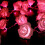 Roselyslenker20LED rosa plastgirlander3m 4