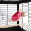 Assorted Color Space Capsule Bird Nest Plastic and Wood for Cage 3