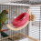 Transparent Plastic Bird Nest Box Wood Base for Parakeet Cage 8