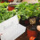 2Pcs White Plastic Garden Seed Organizer Box Portable with Dividers 8