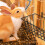 Rabbit Hay Feeder & Water Bottle for Small Pets 6