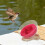 Compact Space Capsule Bird Bed Wooden Plastic Cage Hanging Nest 8