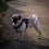 Pink Lightweight Retractable Pet Leash with Wrist Strap 3