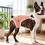 Couche lavable pour chien, facile à porter,-Jaune S 7