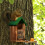 Squirrel Feeder with Corn Cob Holder and Water Bowl 2