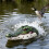 Pond Floating Alligator Head Pool Float Fake Head Duck-221201 7