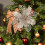 Metallskärformar för julblommor, kolstål, 1-pack 1