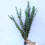 Eternal Leaves Dried Flower Bundle 10pcs 5