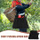 Canvas Fruit Picking Apron with Adjustable Belt 2