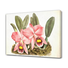Two Orchids Canvas Poster for Bedroom or Office