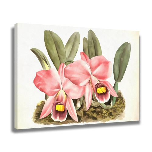 Two Orchids Canvas Poster for Bedroom or Office 1