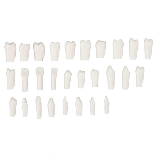 28Pcs Removable Teeth Piece Durable Plastic Removable Design False Teeth for Typodont Teaching Study