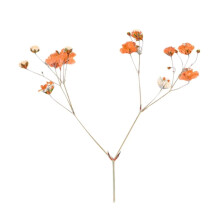Natural Gypsophila Dried Flowers Pack of 12
