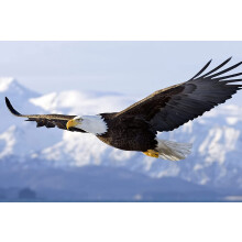 Bald Eagle Canvas Wall Art Poster 8x10 inch