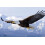 Bald Eagle Canvas Wall Art Poster 8x10 inch 1
