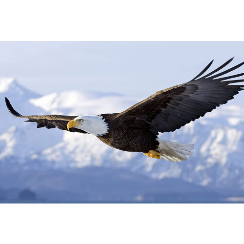 Bald Eagle Canvas Wall Art Poster 8x10 inch
