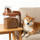 Little Kitchen Storage Bottle For Grains Pet Food-kase 5