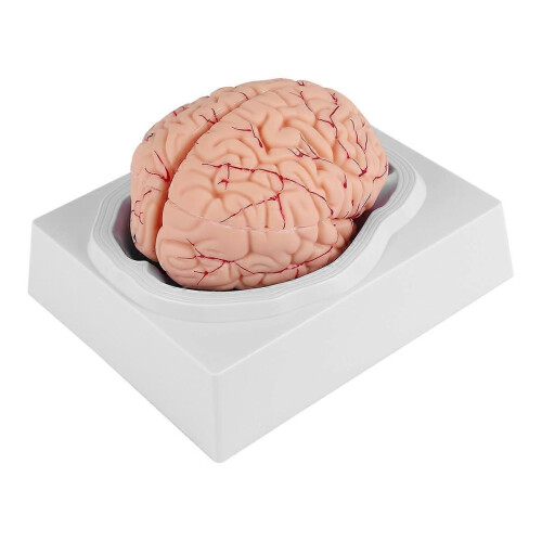 Human Brain Model, with Base for Science Classroom Study & Teaching B 1