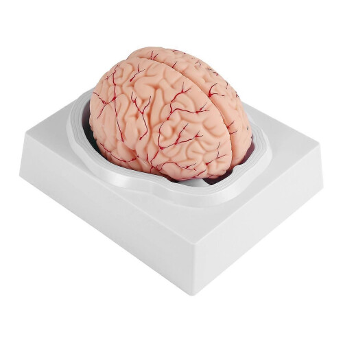 Human Brain Model, with Base for Science Classroom Study & Teaching B 2