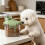 Visible Animal Dry Meal supervisor With comfortable-baise 3