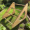 Natural Pine Bird Resting Bar fun Activity Gym For Small Birds 5