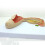 Fetal Development Model with Uterine CrossSection and Removable Parts for Classroom Teaching 2