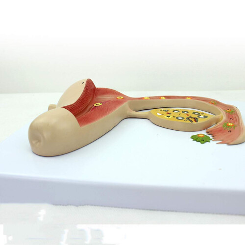 Fetal Development Model with Uterine CrossSection and Removable Parts for Classroom Teaching 1