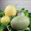 Fructe decorative artificiale cu pepene galben Hami, 16x16cm 3