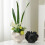 Ceramic Coral Vase Black 12.6 x 14.4 cm 3