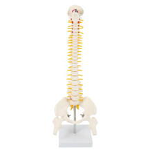 Modelo de columna vertebral lumbar flexible a escala 1:1 de 45 cm para adultos. Modelo de esqueleto