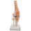 Anatomical Knee Joint with Ligaments Model, Life Size 1