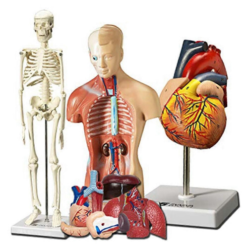 Human Heart,Torso and Skeleton Model- Hands-on 3D Model Learning Tool