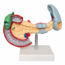 Medical Anatomy Life Size Anatomical Pancreas Model Human Pancreas Model Duodenum Spleen Patholo