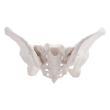 Life Size Female Pelvis Model, Hip Model - Female Anatomy Model, Hip Bone Pelvic Model Female Anatom