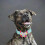 Microfiber Dog Collar with Training Toy Attachment - Soft and Durable Pet Accessory 3