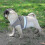 Escape-Proof Cat Harness for Walking, Secure & Comfortable Cat Walking Gear 4