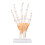 Hand Skeleton Model Life Size PVC On Base with Joints Tool for Learning Teaching 1