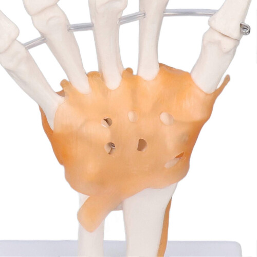 Hand Skeleton Model Life Size PVC On Base with Joints Tool for Learning Teaching 1
