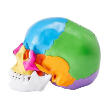 Modelo de cráneo humano, modelo anatómico de cráneo pintado a tamaño real, cráneo anatómico de PVC