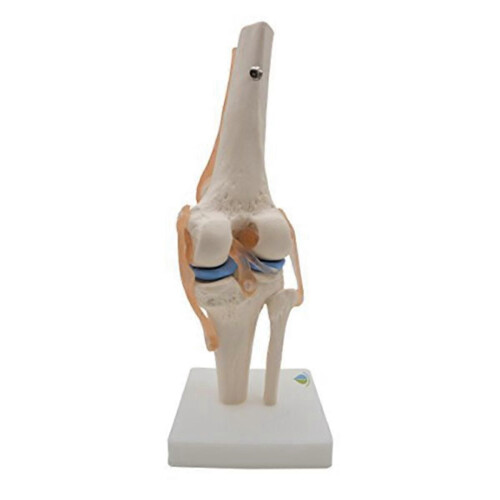 Anatomical Knee Joint with Ligaments Model, Life Size 2