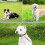 Leash for Large, Medium & Small Pets with Pattern Design 3