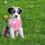 1Set Verstelbare Roze Huisdier Pulling Rope Met Mesh Vest 8