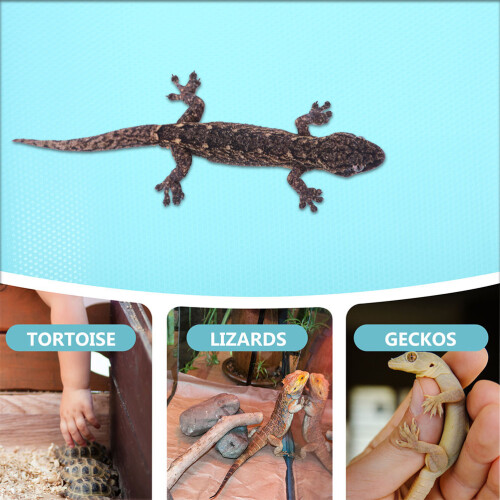 De Protection Eva Pour Reptile Nettoyage Facile 2