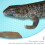 De Protection Eva Pour Reptile Nettoyage Facile 8