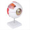 Anatomical Eye Model Eyeball Eyelid Model Disassemble 1