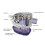 DC12V/24V 600/750/1100GPH Αυτόματη αντλία υδροσυλλεκτών Υποβρύχια ηλε 2