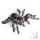 2Pcs 9.5cm Realistic Spider Insect Model Toy Scary Prop 4