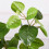 Artificial Jackfruit Leaves Fruit Tree Landscape Simulation Green Plant Decoration Accessory 4